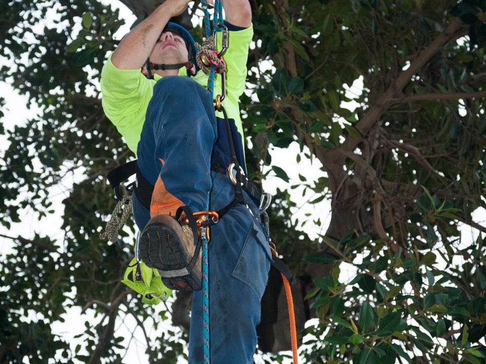 Qualified arborist working in a mature tree during an Enviro Trees UK survey in Argyll and Bute