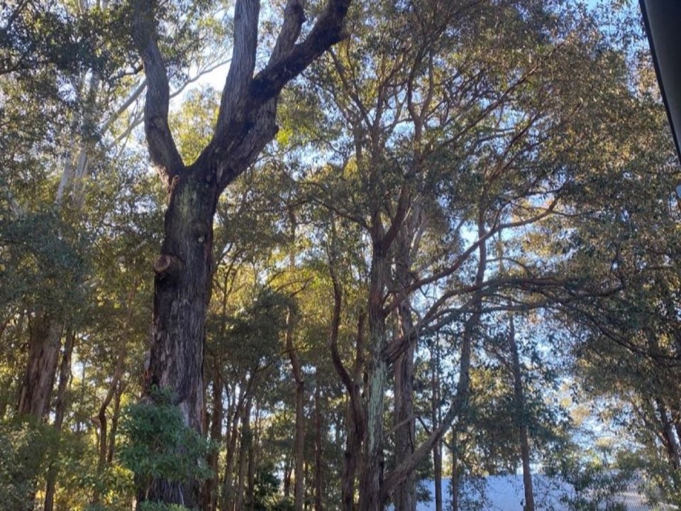 Mature trees in Argyll and Bute parkland with a property visible in the background